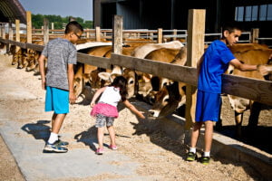 kids meeting cows