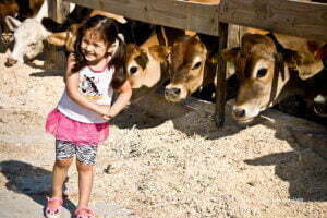 girl and steers
