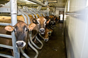 cows in milking parlor