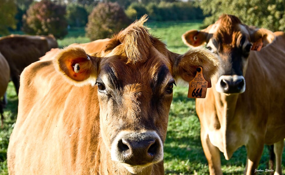 jersey cows in grass