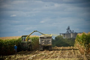 harvesting our corn