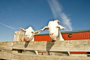 two white goats with blue sky and red barn