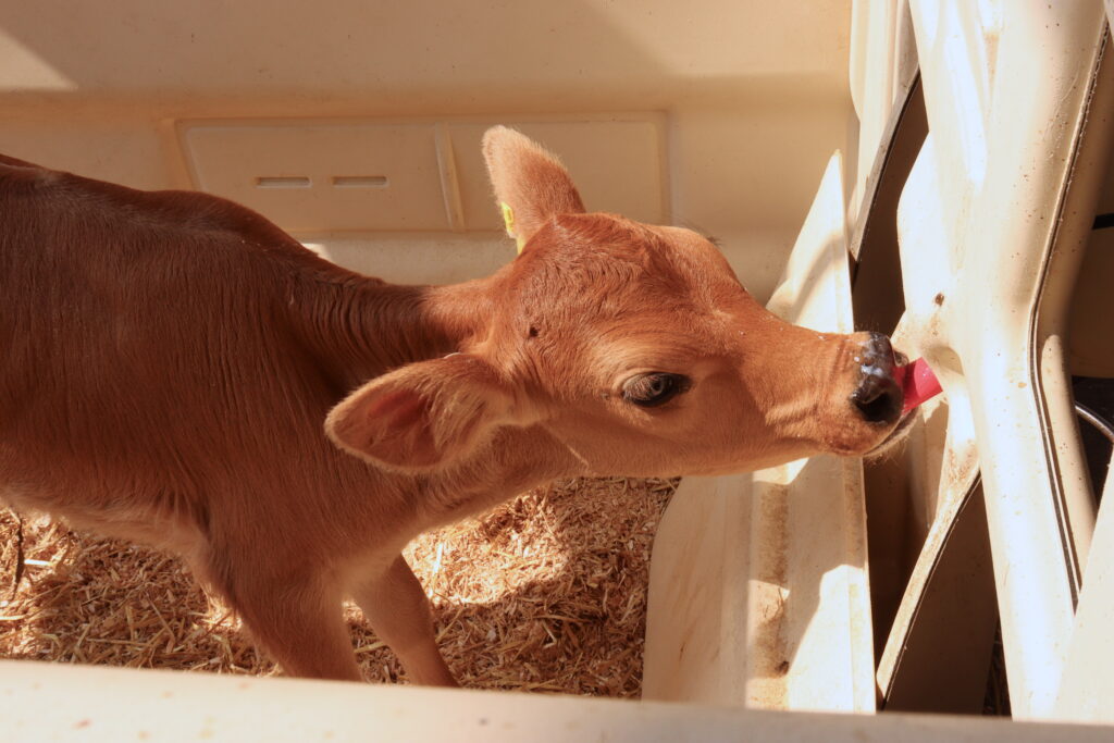 baby calf sucking on milk bottle