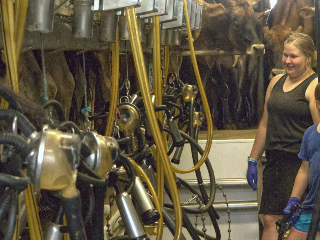woman overseeing cows being milked