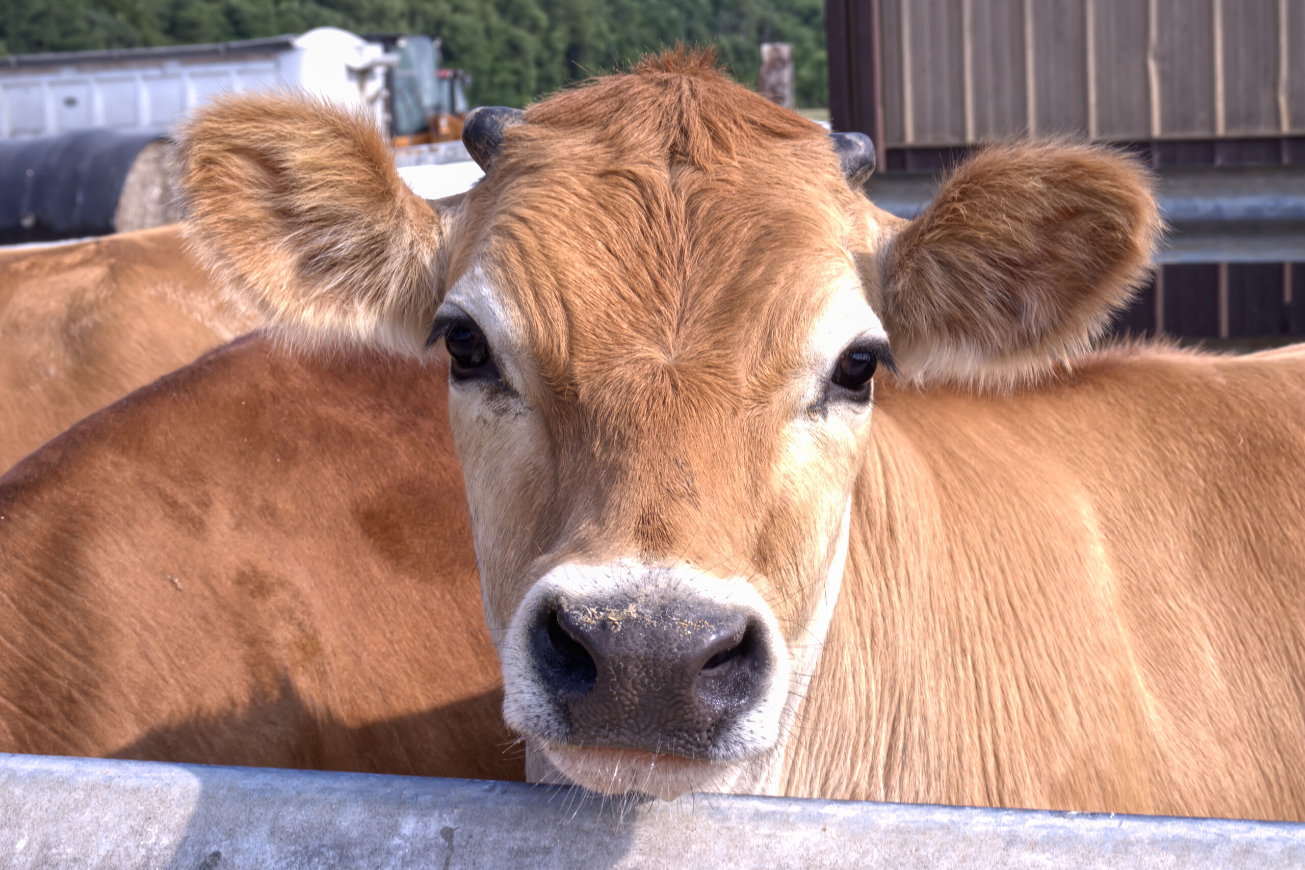 cow looking at camera with ears perked up