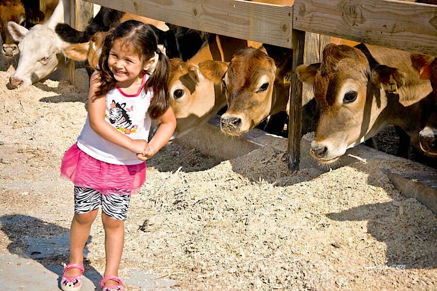 little girl standing next to Jersey milking cows