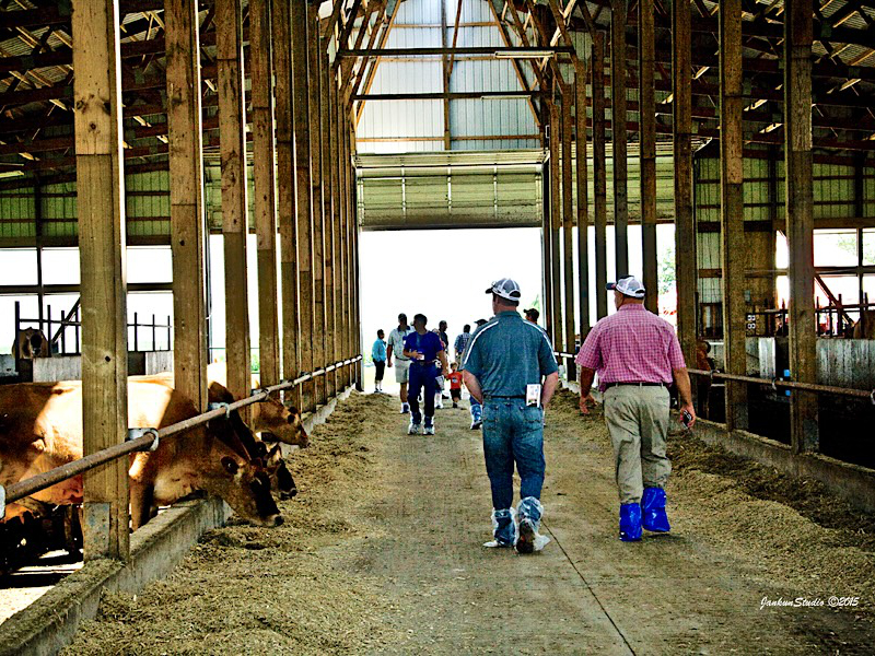 tourists walking through the cattle compost barn