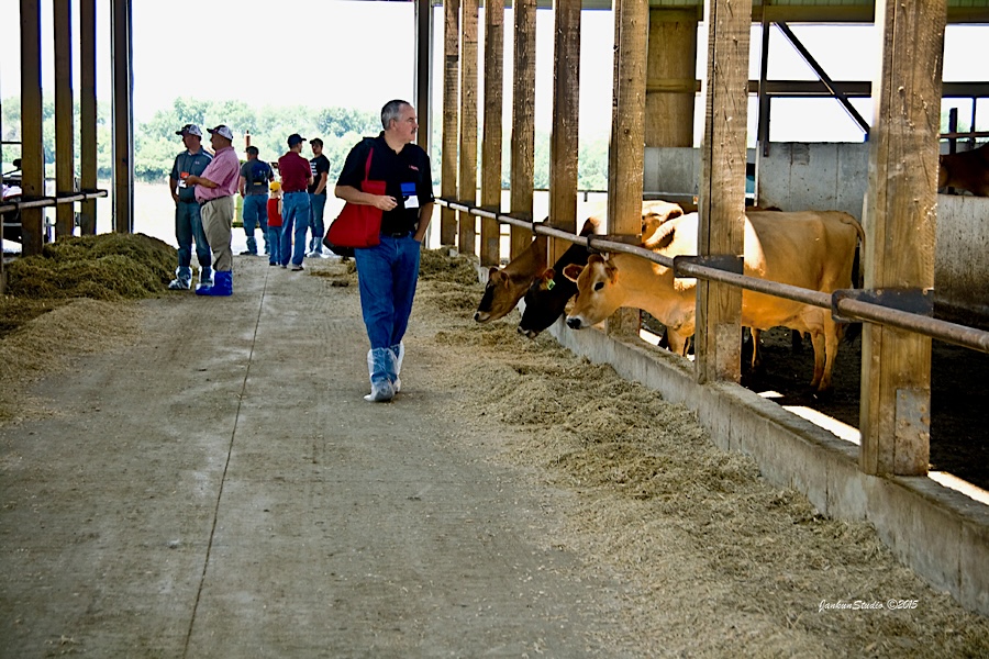 tourists looking at cattle in the compost barn