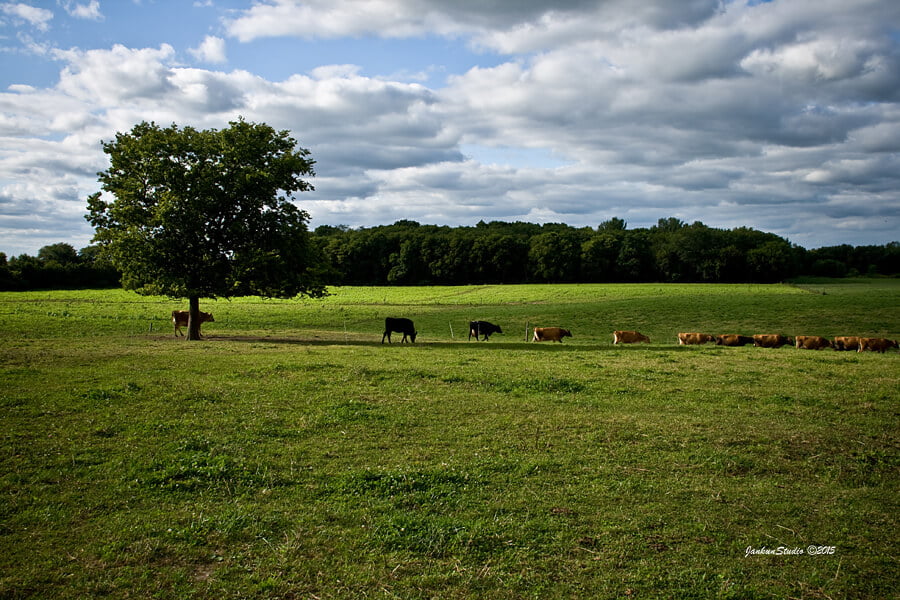 cows in pasture on sunny day