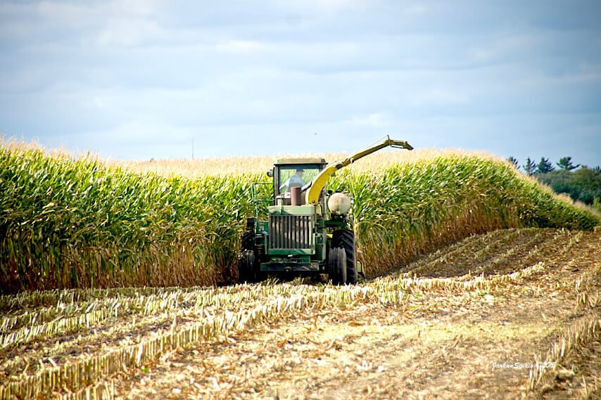 harvesting corn in the field