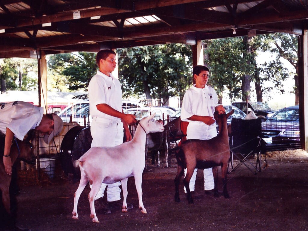 boys holding goats