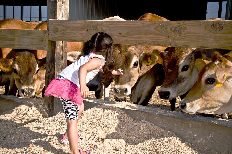 little girl petting a cow