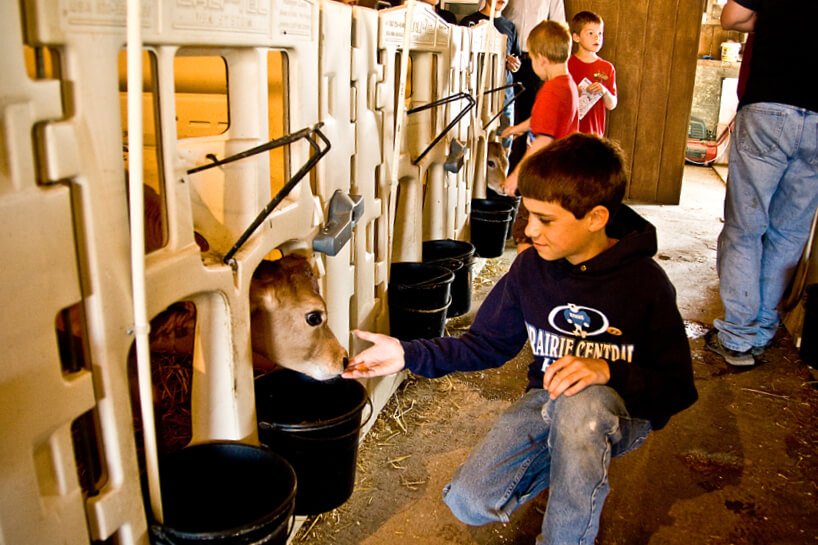boy petting calf