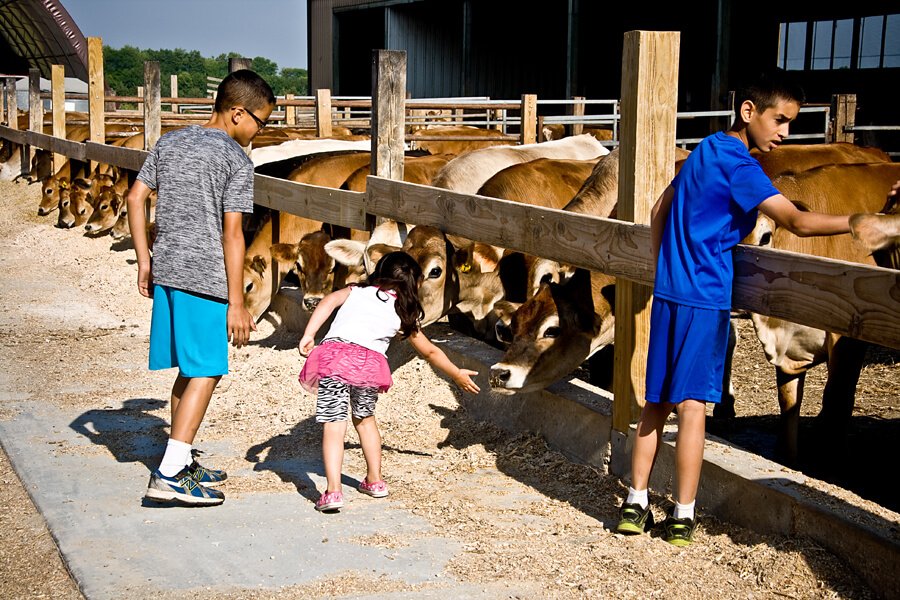 kids petting cattle