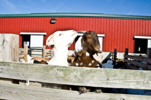 two goats in front of red barn