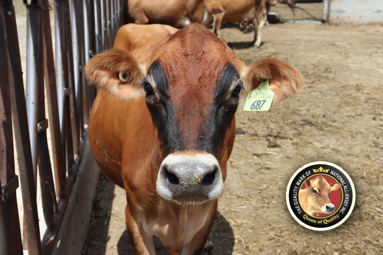 jersey cow in barn yard