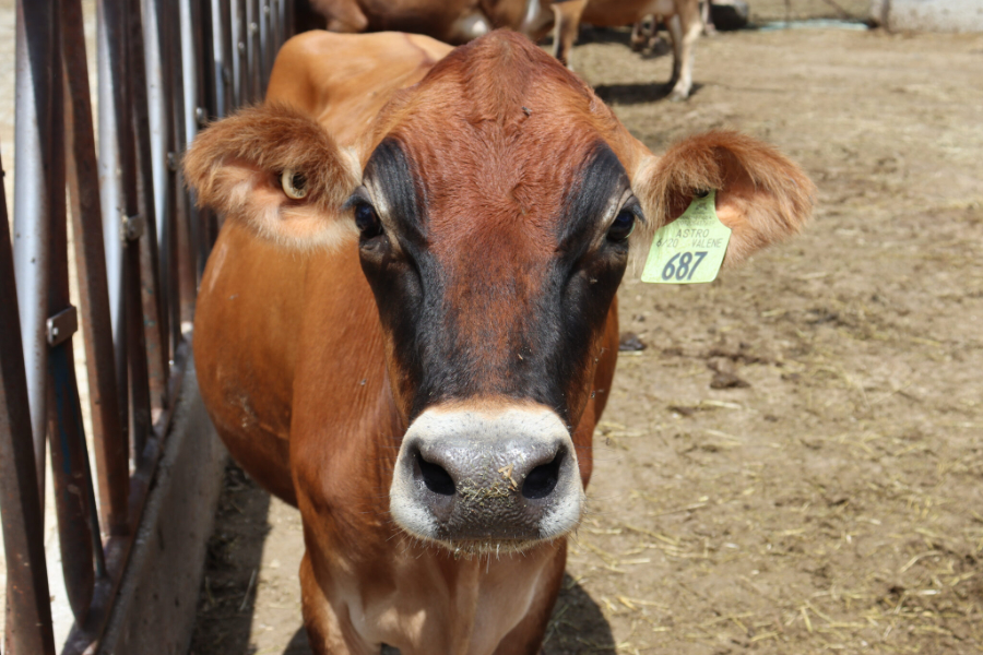 cow in the barnyard